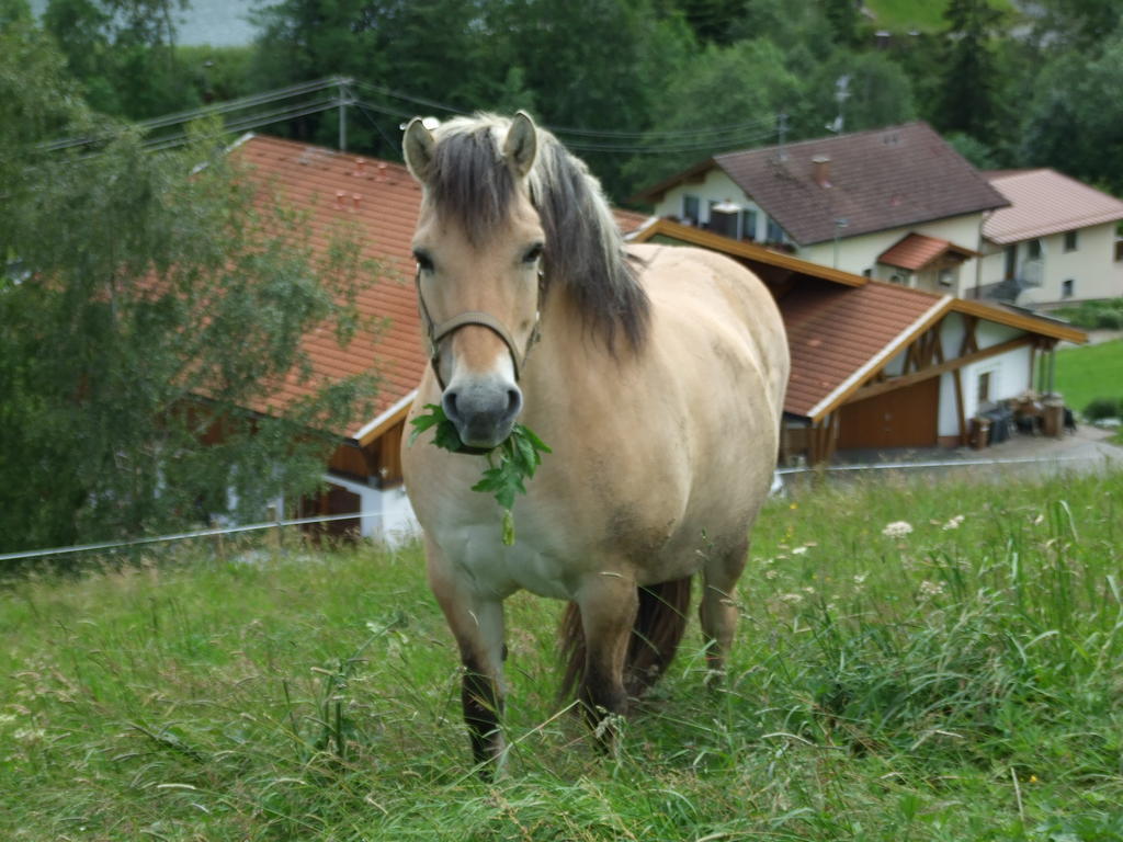 Landhaus Mueller Jungholz Exteriér fotografie